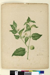 Página 172. Physalis edulis de John William Lewin