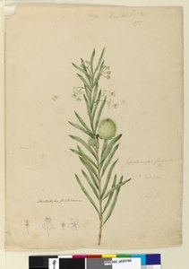 Página 173. Asclepias fruticosa, c.1803-06 de John William Lewin