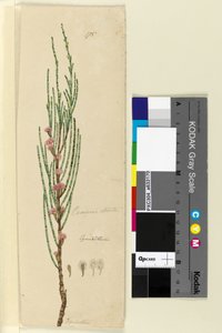 Página 175. Casuarina stricta Allocasuarina verticillata de John William Lewin