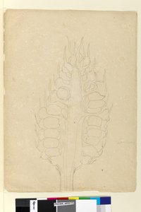 Página 178a. Zamia de John William Lewin