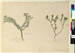 Página 179. Gompholobium; 180. Poranthera ericafolia de John William Lewin