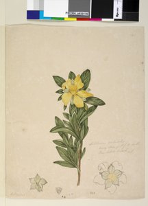 Página 181. Hibbertia volubilis Hibbertia scandens de John William Lewin