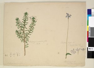 Página 183. Westringia rosmarinifolia Westringia fruiticosa; 184. Glossodia major de John William Lewin