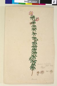Página 186. Bauera rubioides de John William Lewin