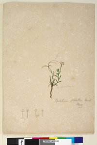 Página 187. Epilobium glabellum de John William Lewin