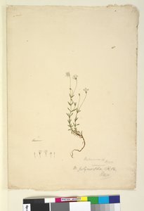 Página 18. Mitrasacme polymorpha de John William Lewin