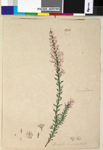 Página 190. Sprengelia incarnata