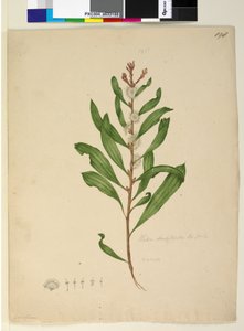 Página 198. Hakea dactyloides de John William Lewin