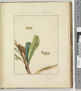 Página 19. Pl.5 Cryptophasa Strigata
