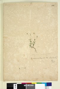 Página 201. Mitrasacme alsinoides de John William Lewin