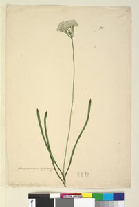 Página 20. Conospermum longifolium de John William Lewin