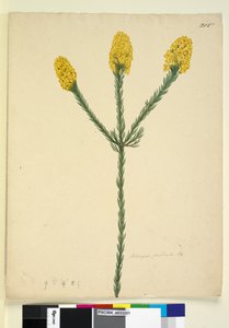 Página 215. Dillwynia floribunda de John William Lewin