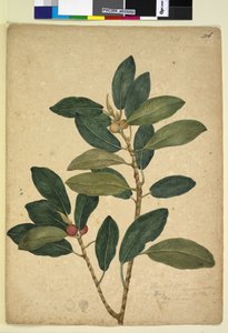 Página 216. Ficus rubiginosa de John William Lewin