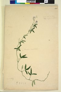 Página 218. Kennedia comptoniana Hardenbergia comptoniana de John William Lewin