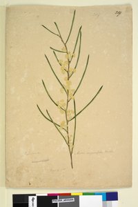 Página 219. Acacia angustifolia