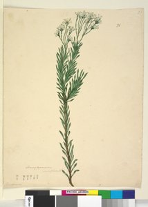 Página 21. Conospermum ericifolium de John William Lewin