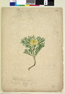 Página 224. Isopogon anemonifolius de John William Lewin
