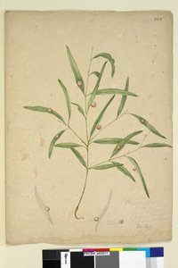 Página 225. La rama de una especie de Eucalyptus con agallas de John William Lewin