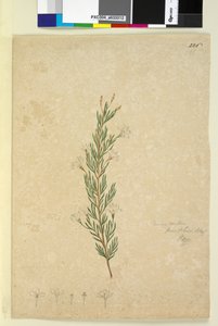 Página 226. Ricinocarpus pinifolius de John William Lewin