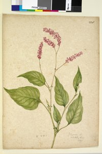 Página 228. Polygonum orientale de John William Lewin