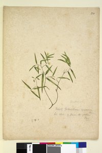 Página 230. Geitonoplesium cymosum de John William Lewin