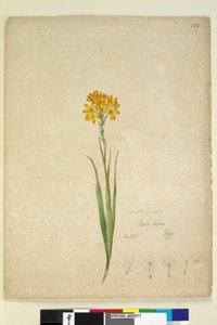 Página 232. Ixia lutea de John William Lewin