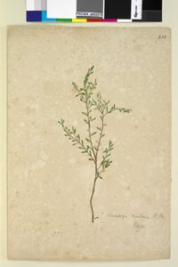 Página 233. Leucopogon de John William Lewin