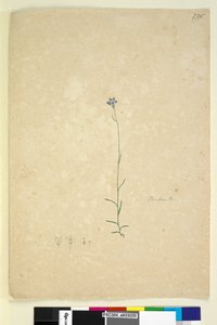 Página 235. Campanula de John William Lewin