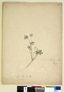 Página 237. Geranium pilosum de John William Lewin