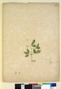Página 239. Clematis de John William Lewin