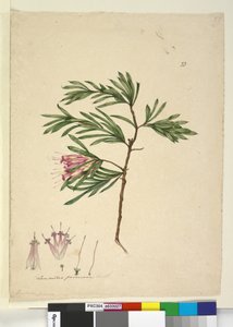 Página 23. Lambertia formosa de John William Lewin