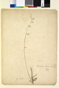 Página 246. Arthropodium paniculatum de John William Lewin