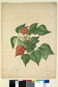 Página 247. Homolanthus populifolius Omalanthus populifolius, c.1803-06 de John William Lewin