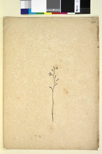 Página 250. Planta no identificada