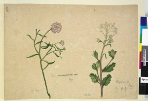 Página 253. Iberis umbellata; Hesperis sp. de John William Lewin
