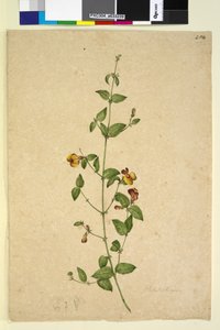 Página 254. Platylobium