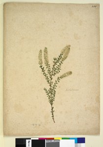 Página 255. Melaleuca de John William Lewin