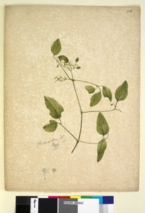 Página 256. Clematis glycinoides de John William Lewin