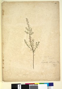Página 261. Lissanthe strigosa