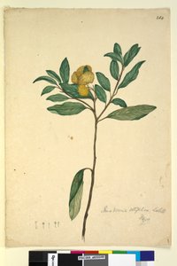 Página 264. Pomaderris elliptica de John William Lewin
