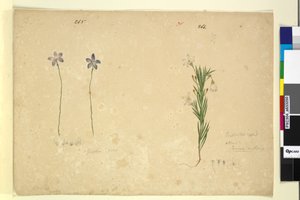 Página 265. Glossodia minor; 266. Ricinocarpus de John William Lewin