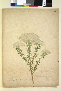 Página 268. Helichrysum diosmifolium Ozothamnus diosmifolius