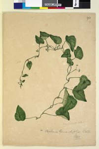 Página 270. Stephania hernandiaefolia