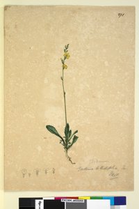 Página 271. Goodenia bellidifolia de John William Lewin