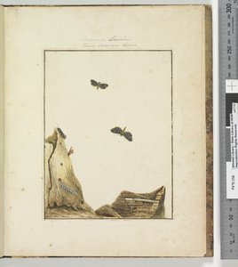 Página 27. Pl.7 Cossuna Lewinii Tinea Cossuna Lewin de John William Lewin