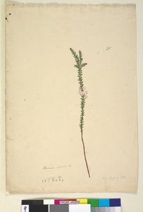 Página 28. Epacris sparsa de John William Lewin