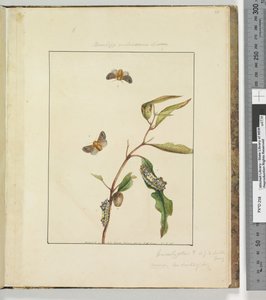 Página 35. Pl.9 Bombyx Vulnerans Lewin