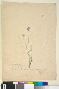 Página 37. Wahlenbergia gracilis de John William Lewin