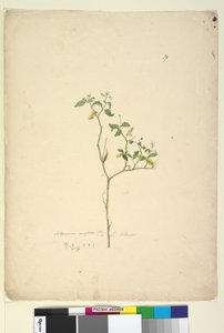 Página 39. Solanum nigrum de John William Lewin