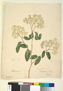Página 41. Pomaderris lanigera de John William Lewin